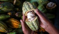 Mars залага на генетично модифицирано какао заради глобалната криза с доставките