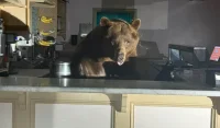 Мечка нахлу в сладоледен магазин в Калифорния (СНИМКА)