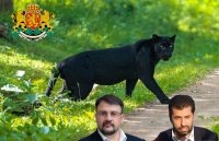 Ако ти е писано да те изнасили черен леопард, със сигурност няма да те изяде лъв
