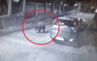 Мечка тича по улиците на Карлово: Паника сред жителите (ВИДЕО)