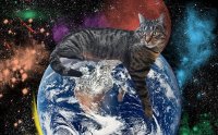 В САЩ стигнаха до заключението, че ако котките бяха с размерите на хората, те щяха да управляват света (ВИДЕО)