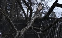 Дежавю в София: Нов инцидент с дърво край детска градина (СНИМКИ)