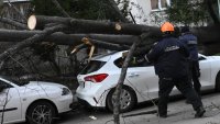 Трагедия на Витоша: Дърво се стовари върху кола, жена загина на място