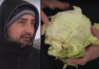 Заради ниски изкупни цени: Фермер от Кнежа унищожава 50 тона българско зеле
