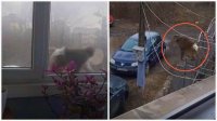 Маймуната от столичния кв. &bdquo;Люлин&ldquo;: Стопаните ѝ били хора &bdquo;с много пари и малко интелект&ldquo;