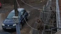 Необичайна гледка в Люлин &ndash; маймуна с памперс по улиците (ВИДЕО)