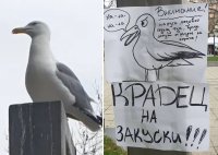 Най-наглият обирджия в Бургас: Гларусът, който не признава предупреждения (СНИМКИ)