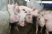 Африканската чума е на прага на България: 6000 прасета умъртвени в Румъния