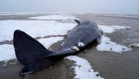 Пет кашалота заседнаха край бреговете на Дания