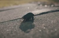 НОВО ОРЪЖИЕ: Вижте биоелектронните бръмбари (ВИДЕО)