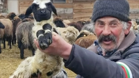 КЛАНЕ! Лъжецът Иван Христанов готви масово убийство на стадото на бай Рибан