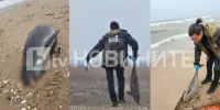 Екологичен инцидент по северното Черноморие: откриха мъртви 9 делфина и над 300 буревестници