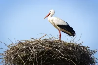 Какво вещае 31 март според народните поверия?