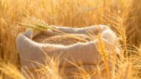 Пшеницата запазва стабилни нива на международните борси