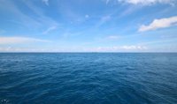 Още един мъртъв делфин изхвърли морето на централния плаж във Варна