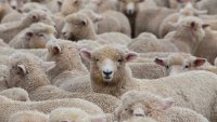 БАБХ въвежда строги мерки при стригането на овце и кози