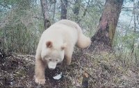 Камера улови едно от най-редките животни на планетата (ВИДЕО)