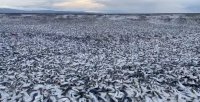 Тонове мъртва риба изплува на плаж в Япония (ВИДЕО)