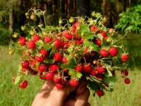 Вижте кои са трите основни ползи от ягодите за организма