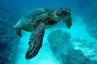 Нов подход в разузнаването: Морски костенурки и риби със сензори