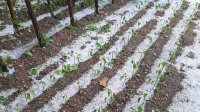 Този път в Неделино и Ардино: Силна градушка унищожи реколтата (СНИМКИ)