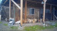 Разследване: Сериозни нарушения при продажбата на кучета в социалните мрежи у нас
