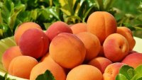 Кайсиите &ndash; вкусният летен плод с множество ползи за здравето