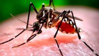 Гърция регистрира първи случай на вирус Западен Нил за 2026 г.