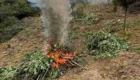 Над 3 тона канабис унищожиха гранични полицаи в Пирин и Огражден