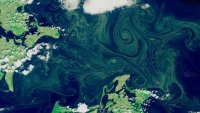 Отровни водорасли превземат Балтийско море