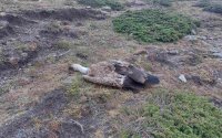 Еко катастрофа: Намерените мъртви птици в парк &bdquo;Централен Балкан&ldquo; са вече девет