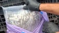 МВР: Задържаните в Бургас наркотици може да са на стойност над 15 млн. евро