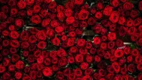 Задържаха 100 кг кокаин, скрит в пратка с рози на летището в Атина