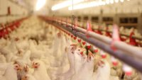 Пожар унищожи птицеферма край Чирпан, около 34 000 пилета са умъртвени