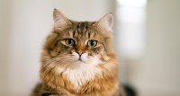 Тежки метали, открити в продукти от тествани марки котешка храна