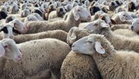 Две огнища на шарка по овце и кози са установени в Кюстендилско