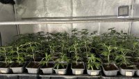 Иззеха близо 47,5 кг канабис при полицейска операция в село Осиково