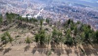 Бракониери отсякоха десетки борове в гора край Разлог